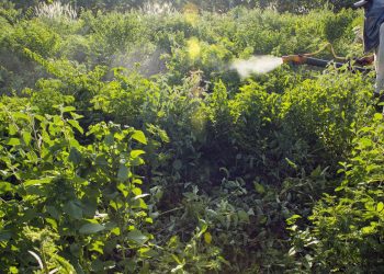 ONU: supermicróbios podem causar 10 milhões de mortes ao ano até 2050