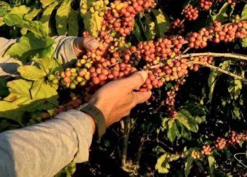 Espírito Santo inicia colheita do café conilon com expectativa de safra recorde em 2025