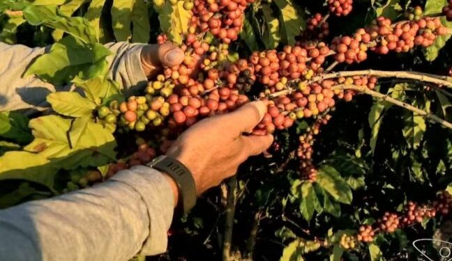 Espírito Santo inicia colheita do café conilon com expectativa de safra recorde em 2025