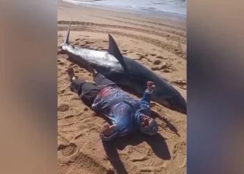 Tubarão de 300kg é encontrado morto em praia do ES