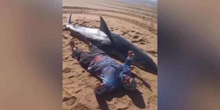 Tubarão de 300kg é encontrado morto em praia do ES
